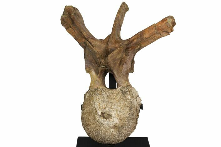 14.5" Triceratops Dorsal Vertebra On Stand - Montana